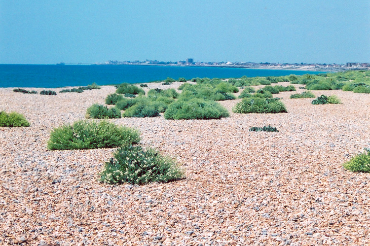 Shoreham beach and sea